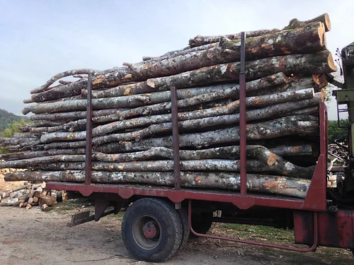 Camion de Bois de Chauffage Acacia - 50 Stères en Billons de 2m